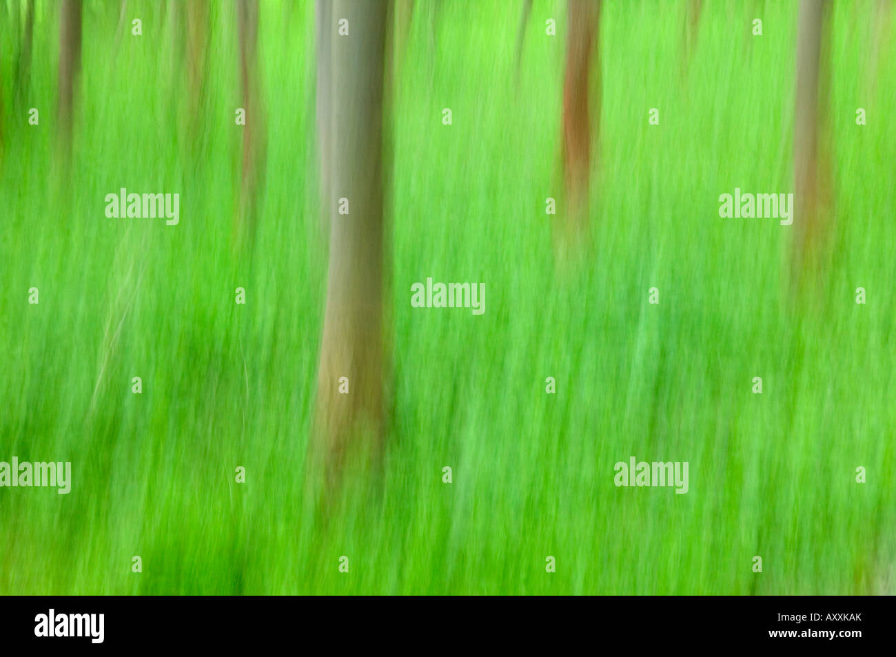 Bäume, Wald, Bielefeld, NRW, Deutschland Stockfoto