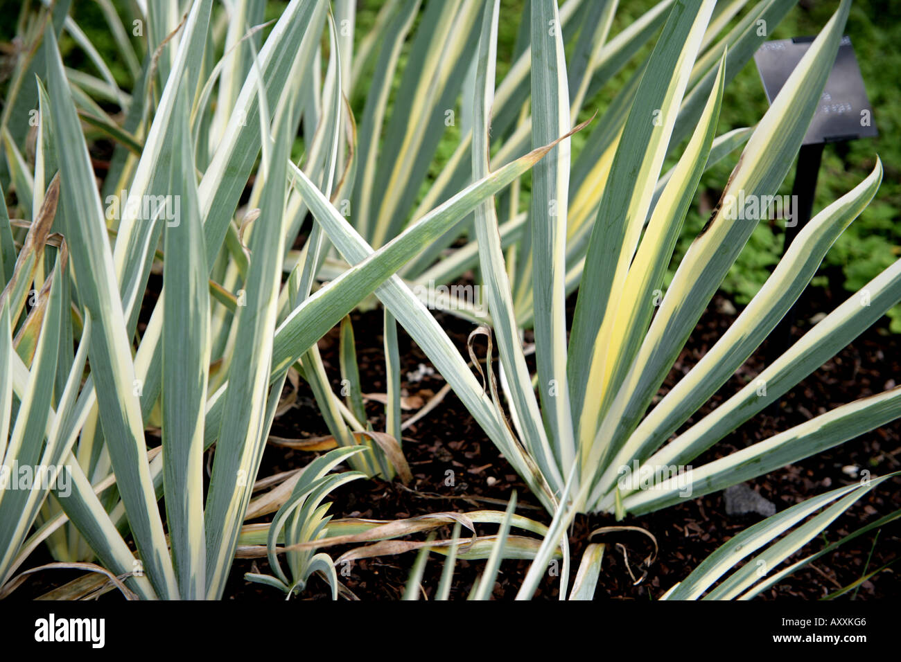 Buntes Laub von Iris Pallida Duke s Garten Kew Gardens Stockfoto