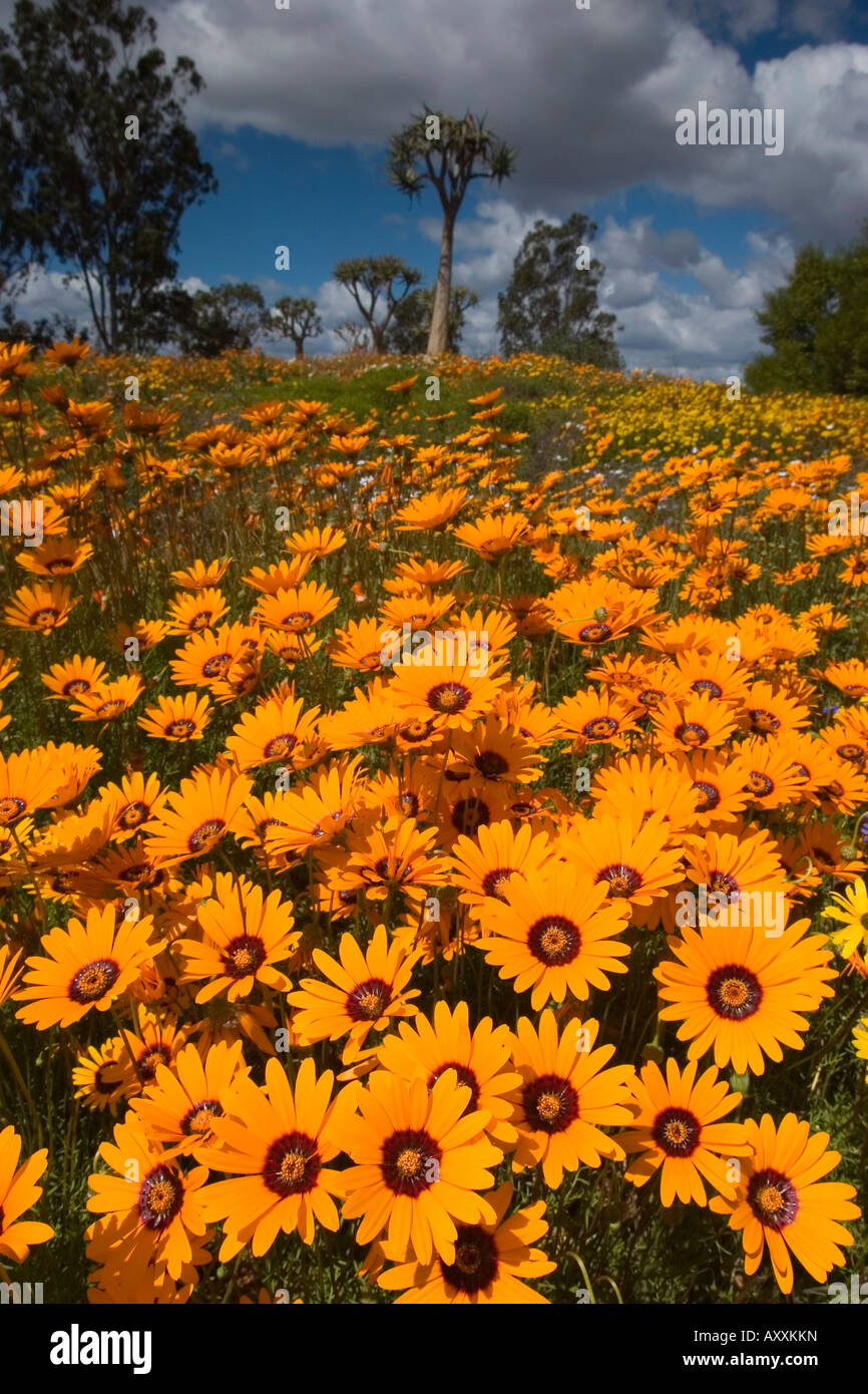 Daisy (Asteraceae), West Coast Nationalpark, Langebaan, Südafrika Stockfoto