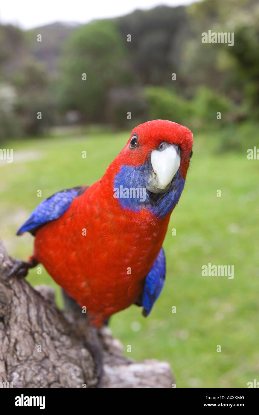 Crimson Rosella, Platycercus Elegans, Wilsons Promontory, Victoria, Australien Stockfoto