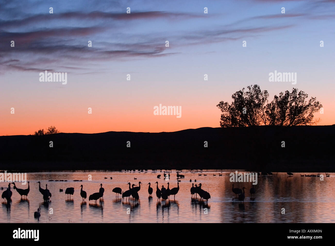 Sandhill Kran, (Grus Canadensis), Bosque del Apache, Socorro, New Mexico, USA Stockfoto