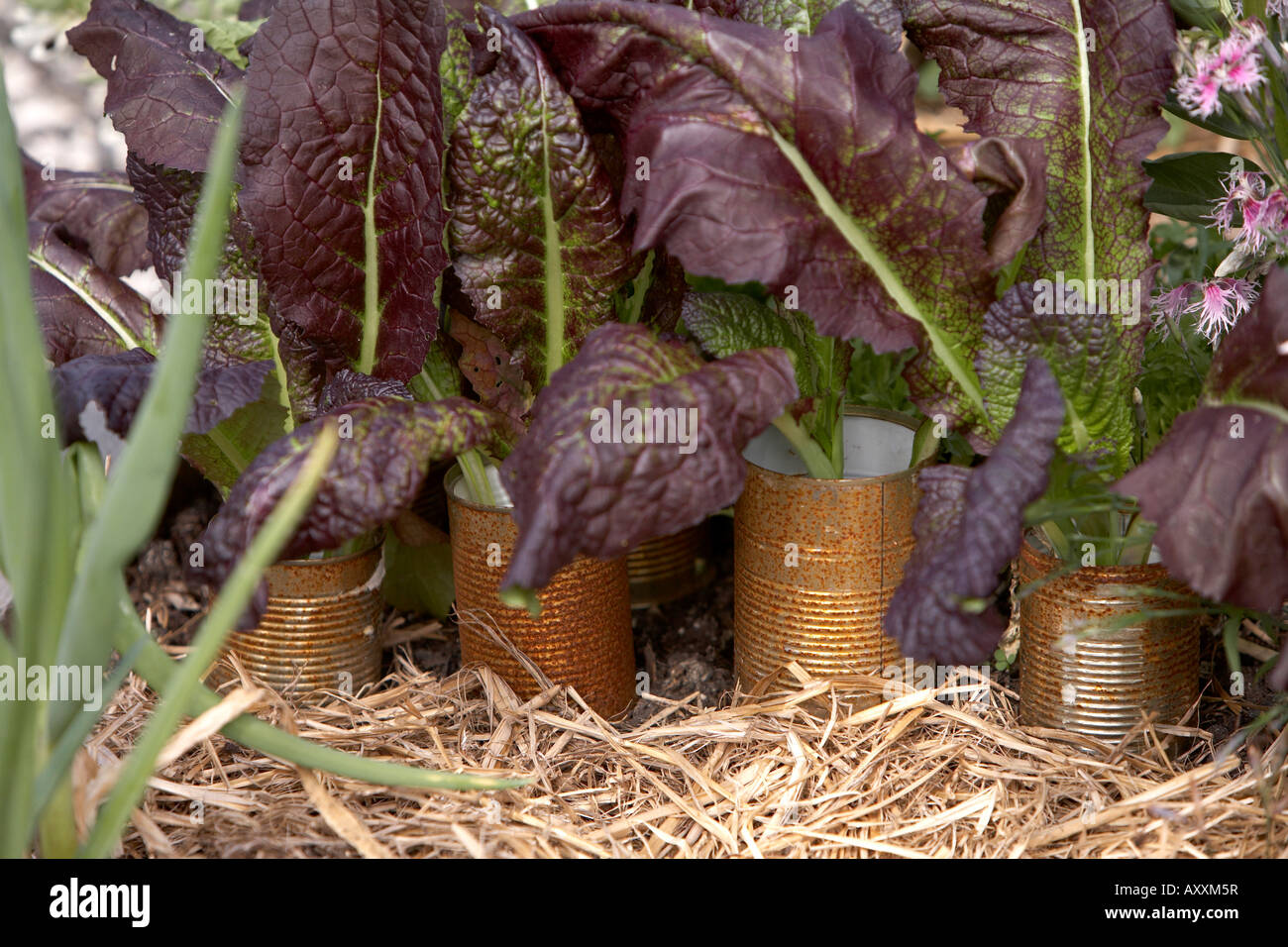 Gemüse wird aus biologischem Anbau in Recycling Blechdosen Stockfoto