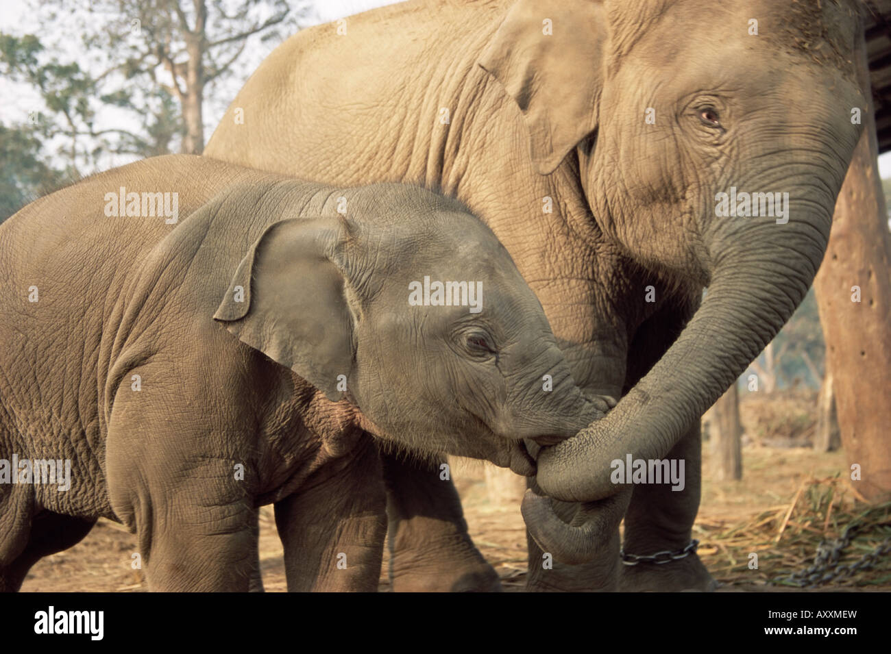 Captive asiatische (Indisch) Elefanten, Indien, Asien Stockfoto