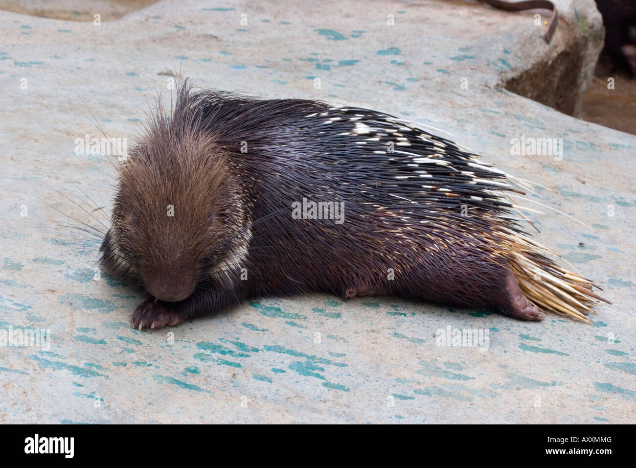 Indische Stachelschweine Hystrix indica Stockfoto