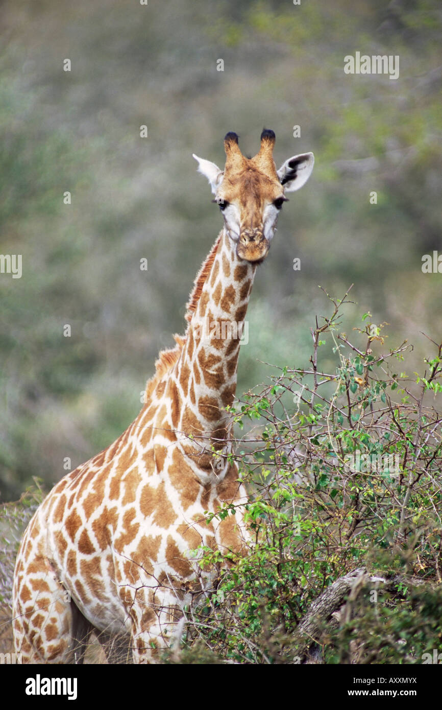 Giraffe (Giraffe Giraffe), Mala Mala Game Reserve, Sabi Sand Park, Südafrika, Afrika Stockfoto