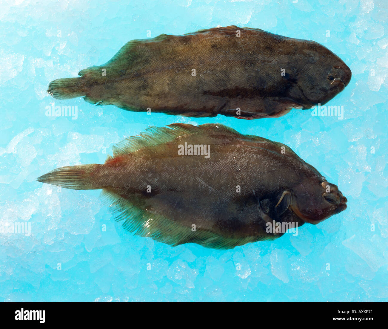 Dover sole Top Rotzunge unten on Ice auf blau b g Stockfoto