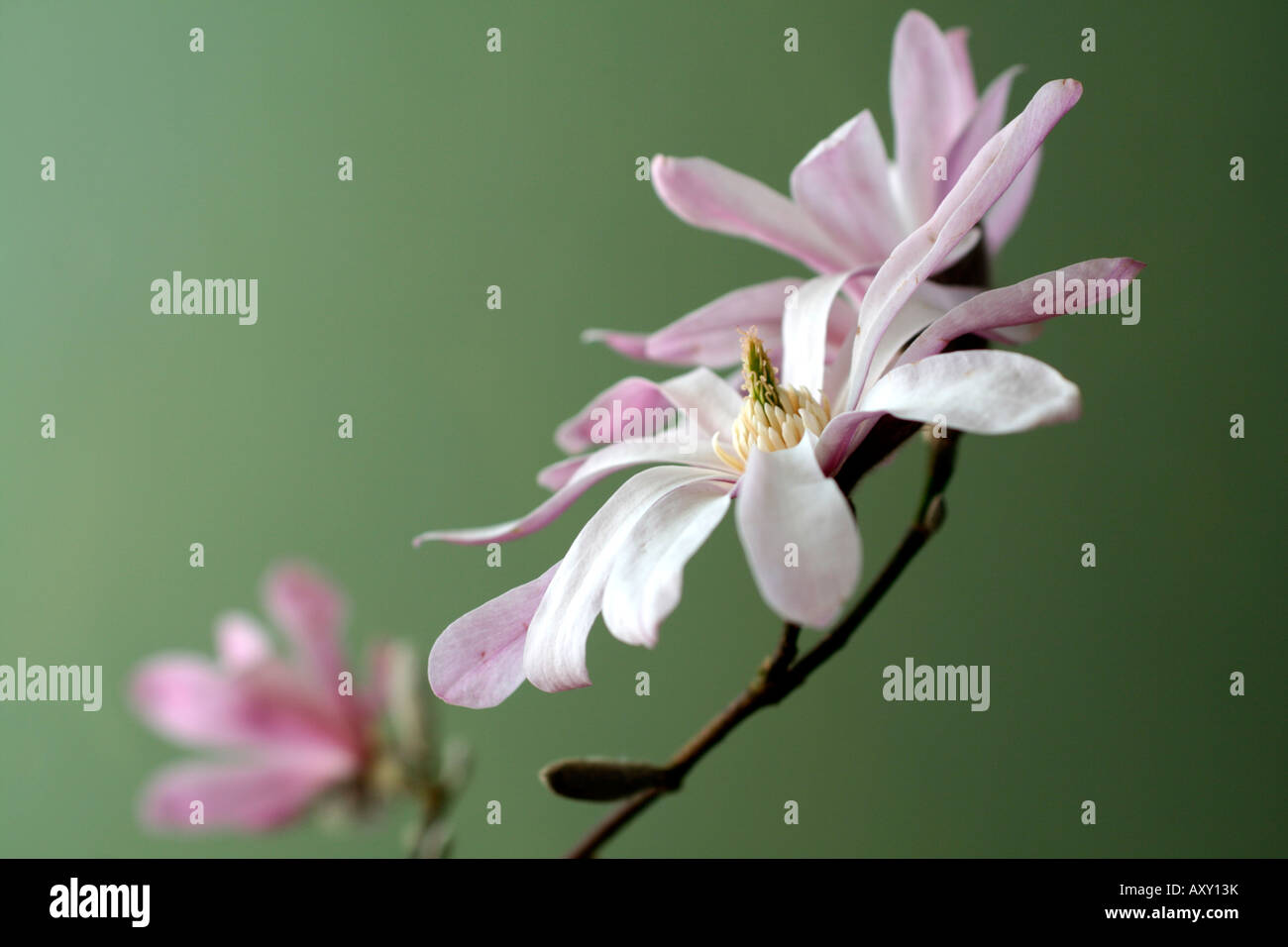 MAGNOLIA X LOEBNERI LEONARD MESSEL AGM Stockfoto