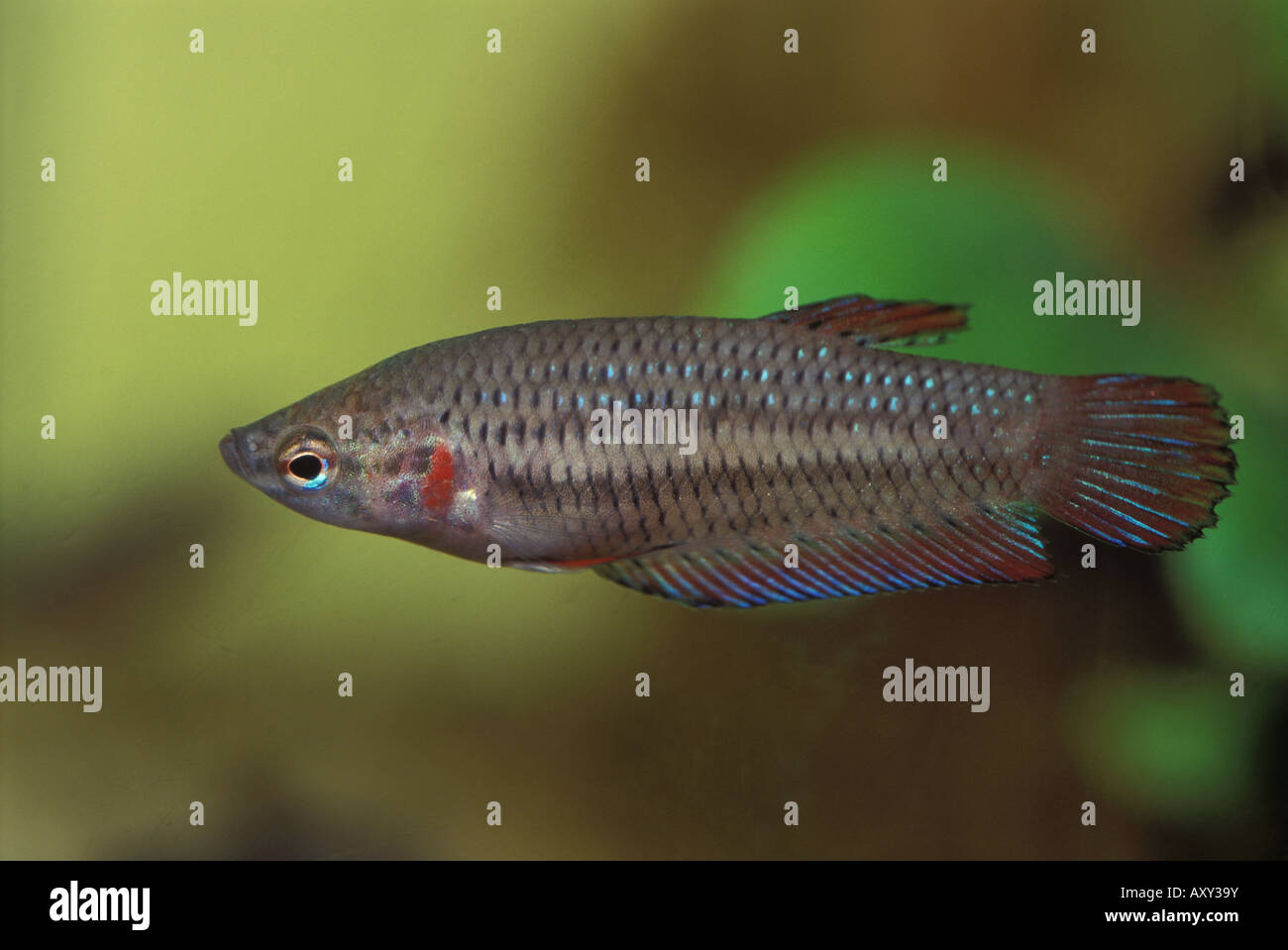 Betta Splendens, siamesische Kampffische, Weiblich, Belontidae Stockfoto