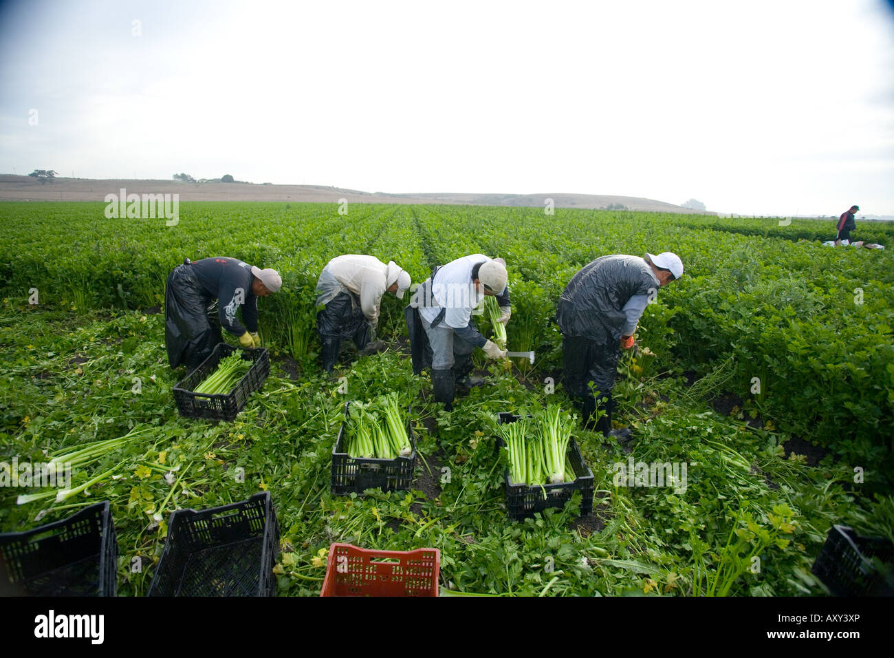 Arbeitnehmer im kalifornischen Central Valley ernten Sellerie Stockfoto