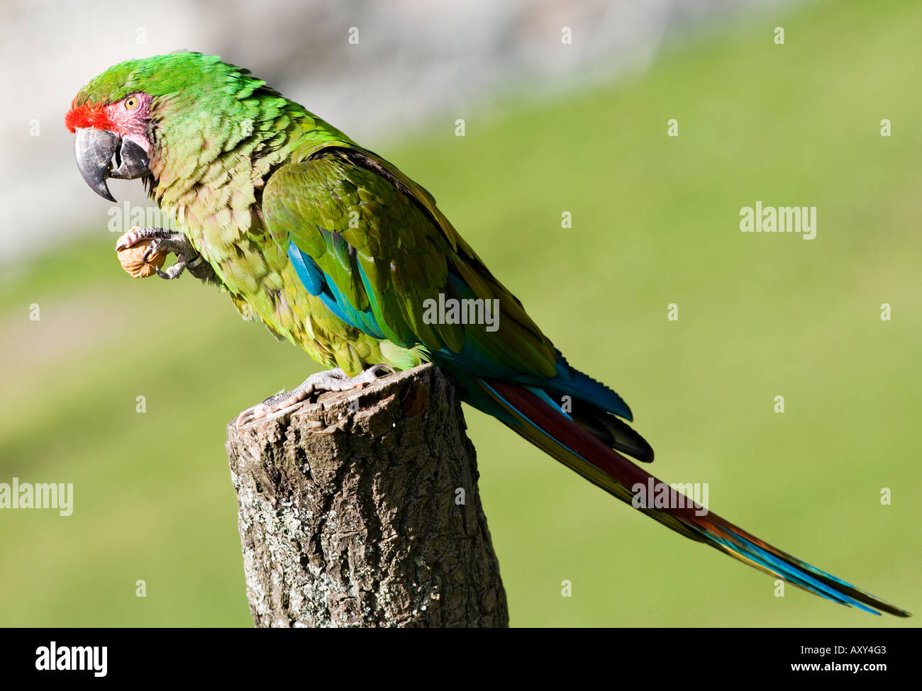 Soldatenara (Ara Militaris) Stockfoto