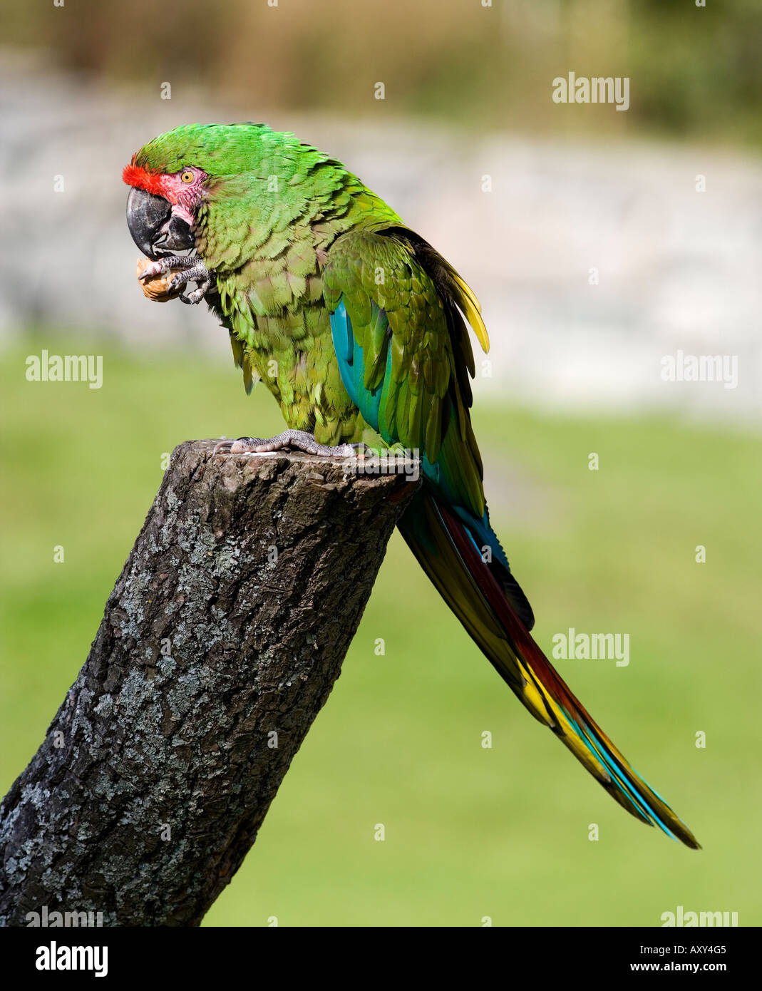 Soldatenara (Ara Militaris) Stockfoto