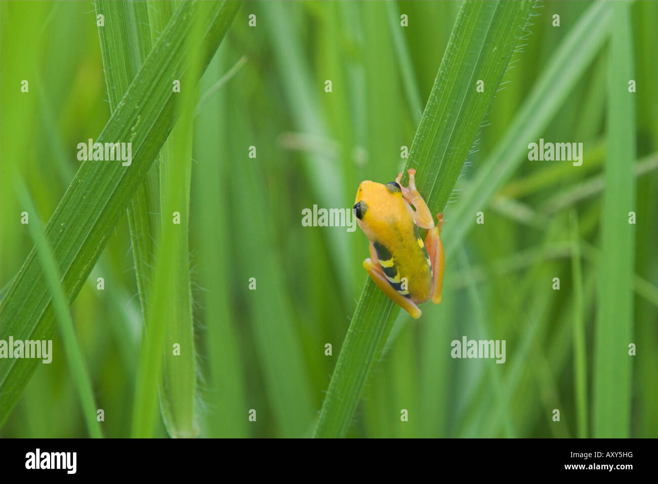 Gelbe Schilf Frosch Hyperolius Viridiflavus Reesi Kilombero Valley Tansania Stockfoto