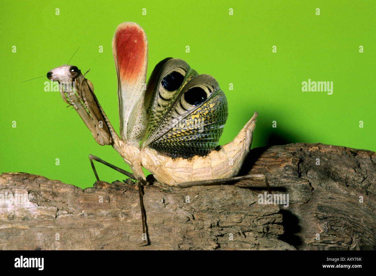 Pseudempusa pinnapavonis Fotos und Bildmaterial in hoher Auflösung