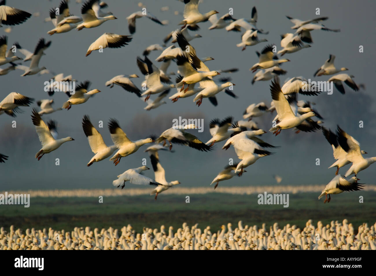 Schwärme von Ross s ausziehen Gänse aus Feld während der Migration Merced National Wildlife Refuge Central Valley Kalifornien Stockfoto