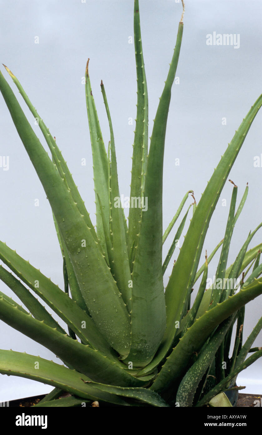 tiger aloe vera Tiger Aloe 100 Seeds Aloe variegata – R&B Floridaseeds main image 0