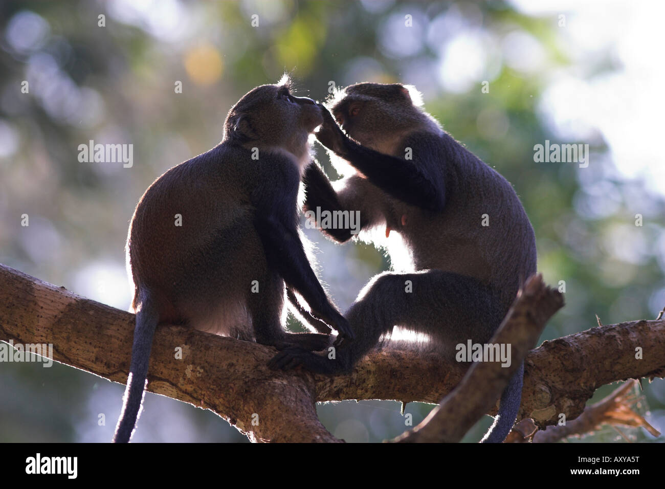 Blaue Affen Pflege Jozani Forest Sansibar Stockfoto