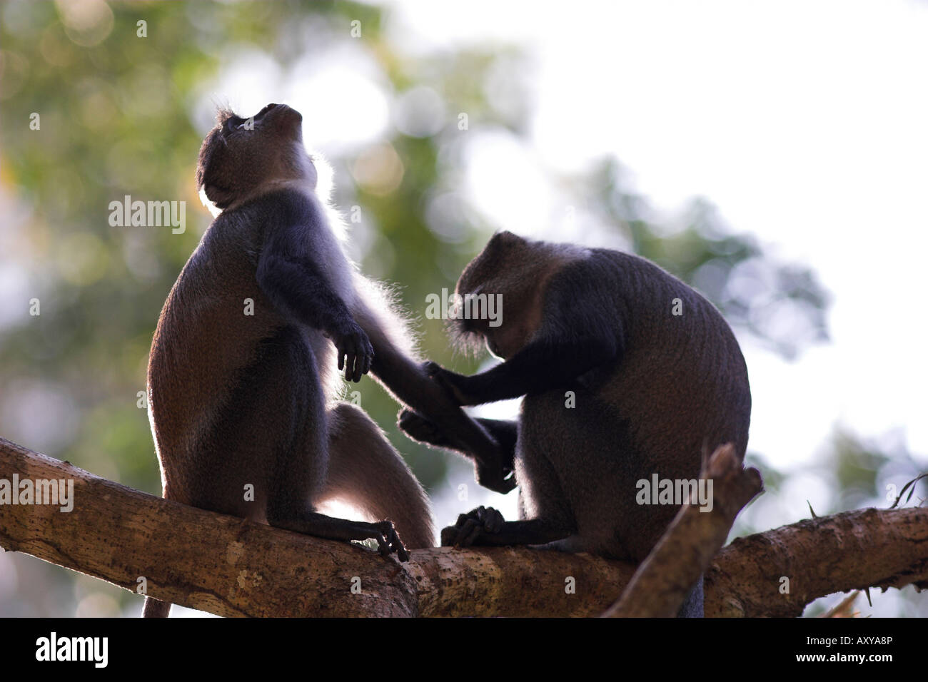 Blaue Affen Pflege Jozani Forest Sansibar Stockfoto