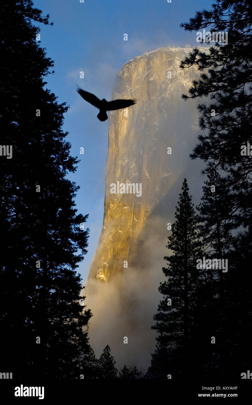 Vogel fliegt durch Bäume und Morgenlicht mit clearing Gewitterwolken auf El Capitan, Yosemite Nationalpark Kalifornien Stockfoto