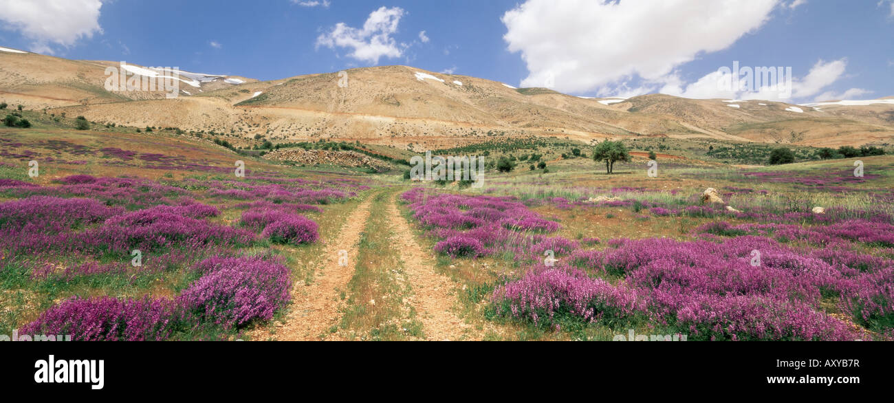 Lavendel und Frühling Blumen am Weg vom Bekaa-Tal zum Bereich Mount Lebanon, Libanon, Naher Osten Stockfoto