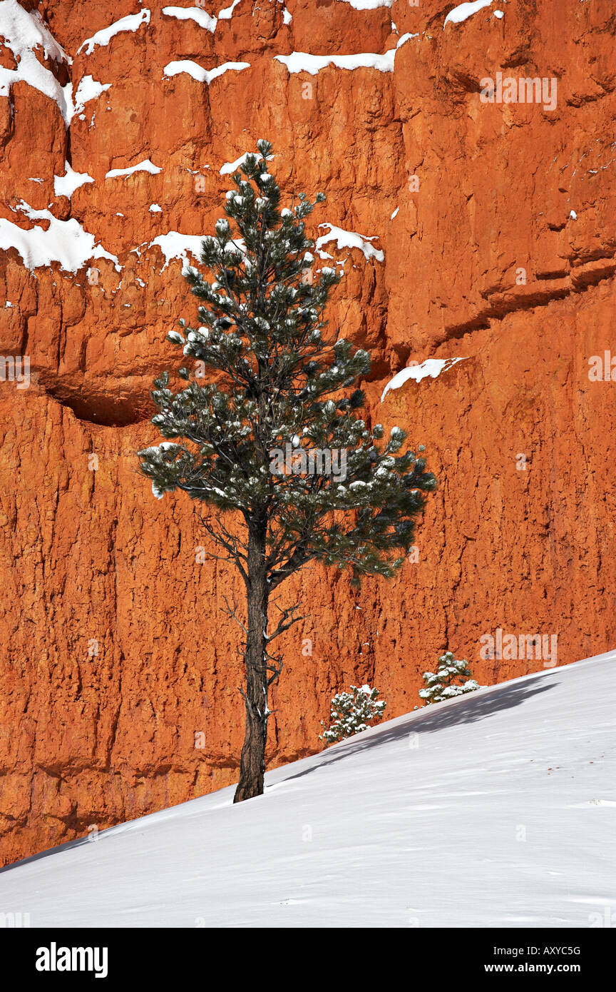 Tanne vor roten Felswand mit Schnee auf dem Boden, Dixie National Forest, Utah, USA, Nordamerika Stockfoto