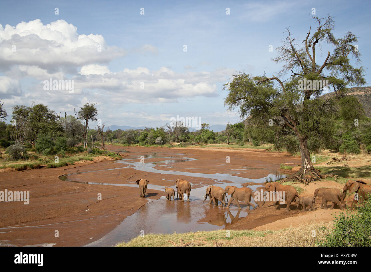 Afrikanischer Elefant (Loxodonta Africana) nach der Uaso Nyro River, Samburu National Reserve, Kenia, Ostafrika, Afrika Stockfoto