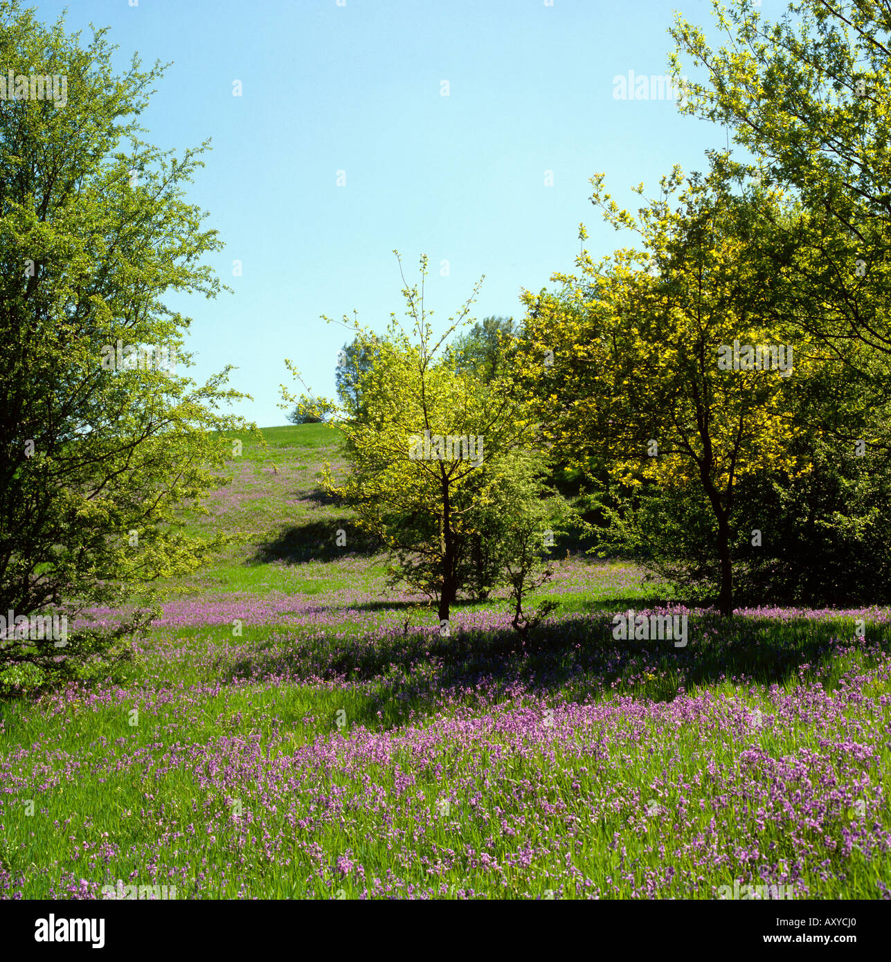 UK Cheshire Poynton Frühling Bluebell gefüllt Feld Stockfoto