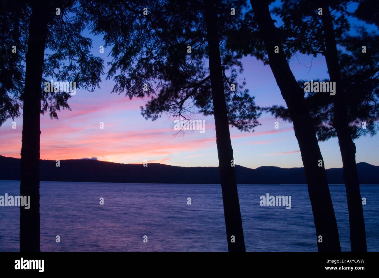 Sonnenuntergang durch Kiefern, Lake George, die Adirondack Mountains, New York State, Vereinigten Staaten von Amerika, Nordamerika Stockfoto