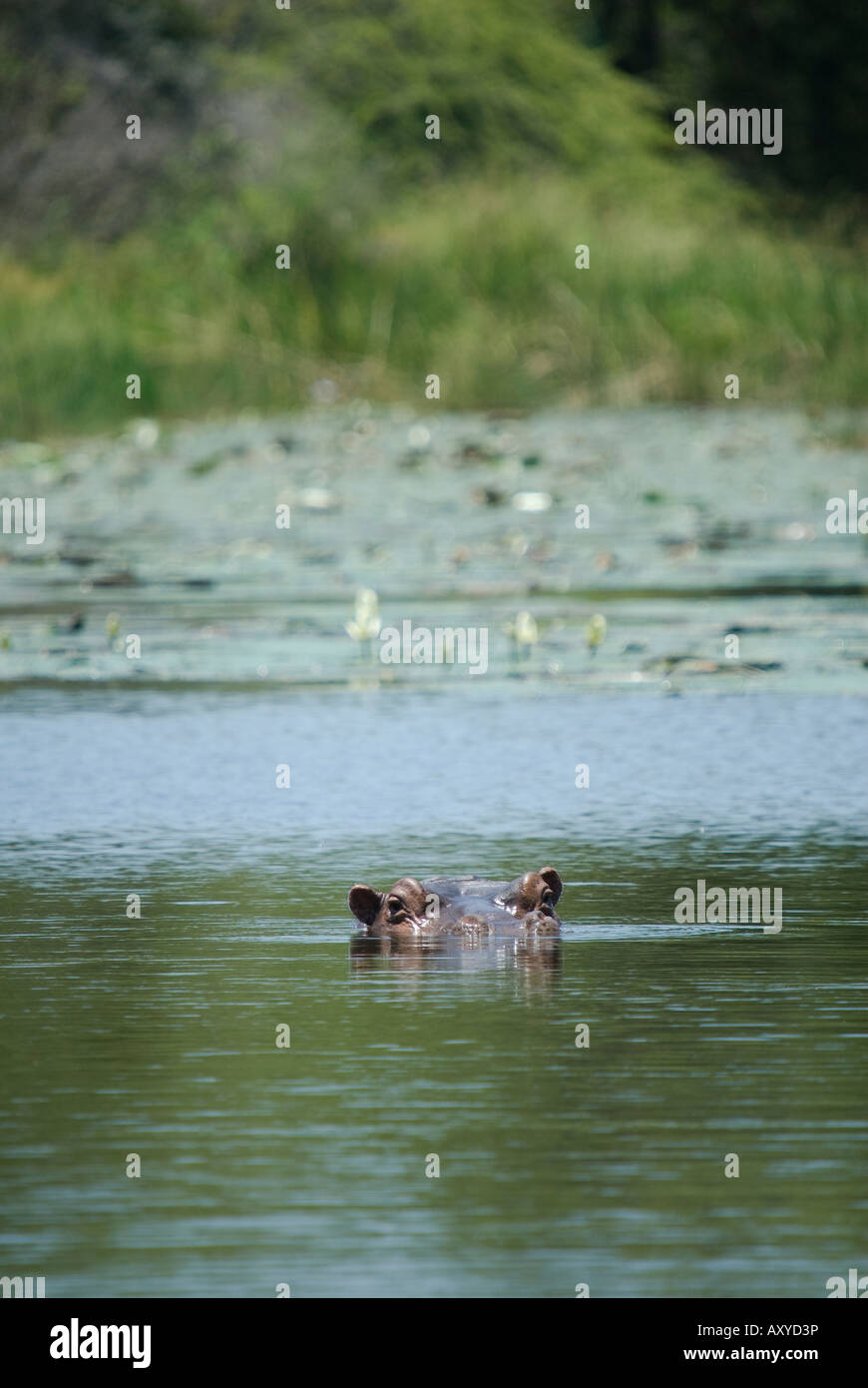 Ein Nilpferd mit seinem Kopf knapp über der Wasseroberfläche im afrikanischen Busch Stockfoto