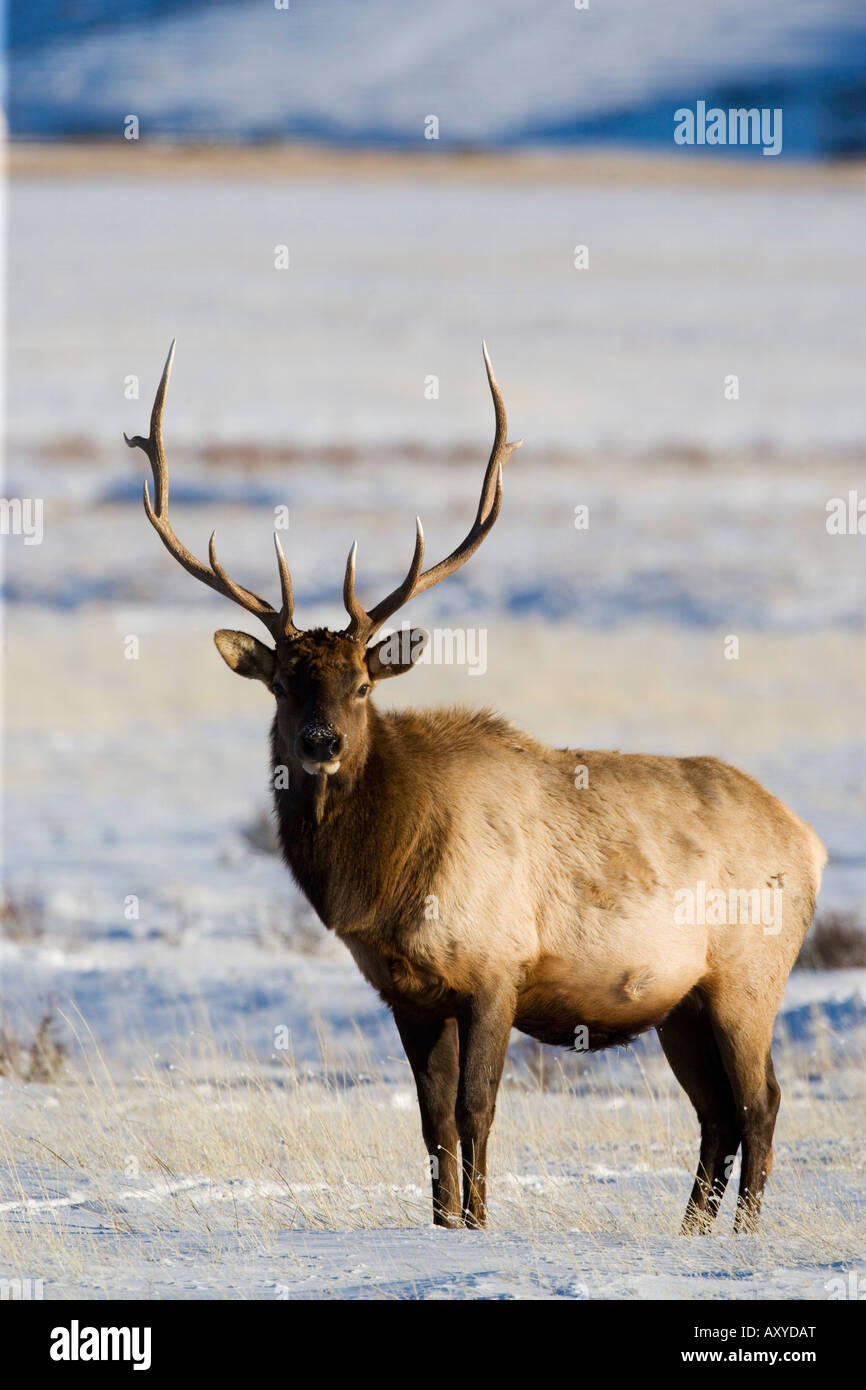Stier Elche (Cervus Canadensis) in den Schnee, National Elk Refuge, Jackson, Wyoming, Vereinigte Staaten von Amerika, Nord Amerika Stockfoto
