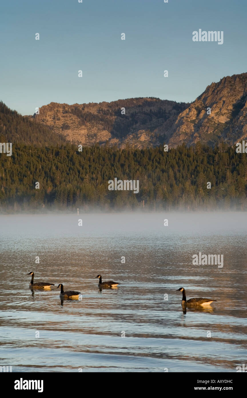 Kanada Gänse Branta Canadensis schwimmen in ruhigem Wasser unten Berge Kiva Strand Südufer Lake Tahoe Kalifornien Stockfoto