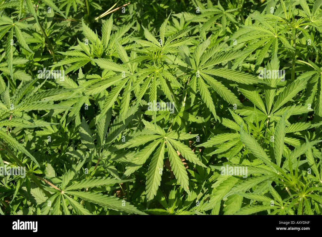 Indien Drogen Marihuana Cannabis Sativa wächst wild Stockfoto