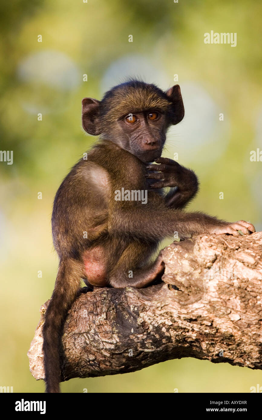 Chacma Pavian (Papio Ursinus), größere Limpopo Transfrontier Park, umfasst das ehemalige Krüger Nationalpark in Südafrika Stockfoto