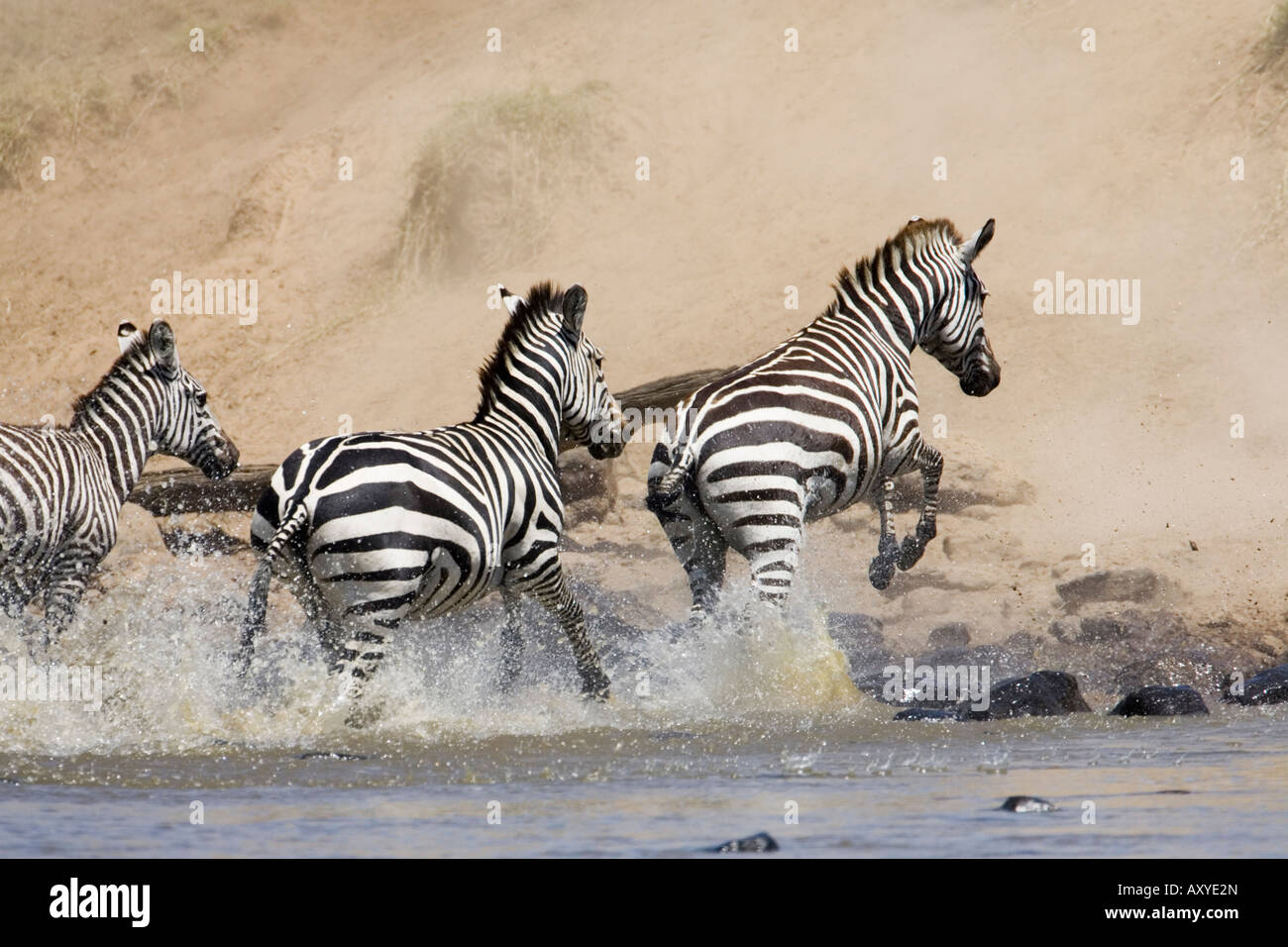 Gemeinsamen Zebra oder Burchell Zebra (Equus Burchelli) überquert den Mara River, Masai Mara National Reserve, Kenia, Ostafrika Stockfoto