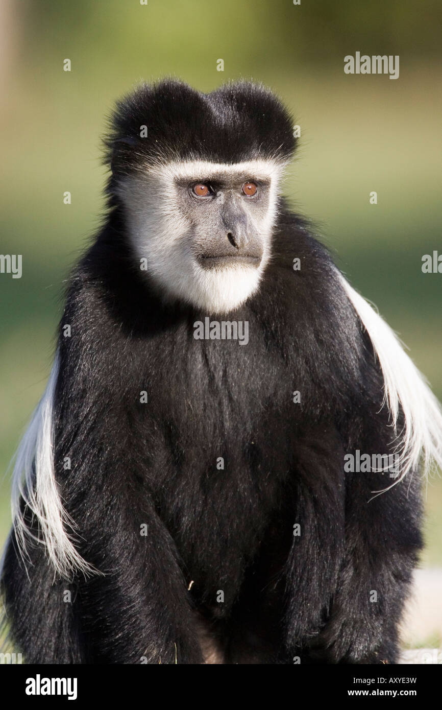 Black And White Colobus Affen (Colobus Guereza), Lake Naivasha, Kenia, Ostafrika, Afrika Stockfoto
