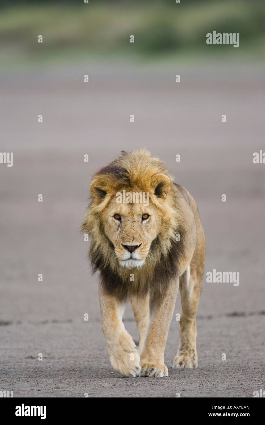 Löwe (Panthera Leo) zu Fuß in Richtung Kamera, Serengeti Nationalpark, Tansania, Ostafrika, Afrika Stockfoto