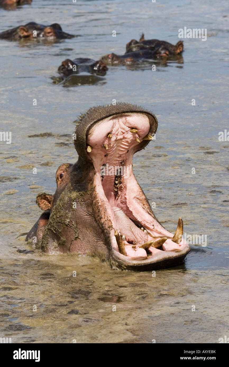 Flusspferd (Hippopotamus Amphibius), Gähnen, Serengeti Nationalpark, Tansania, Ostafrika, Afrika Stockfoto