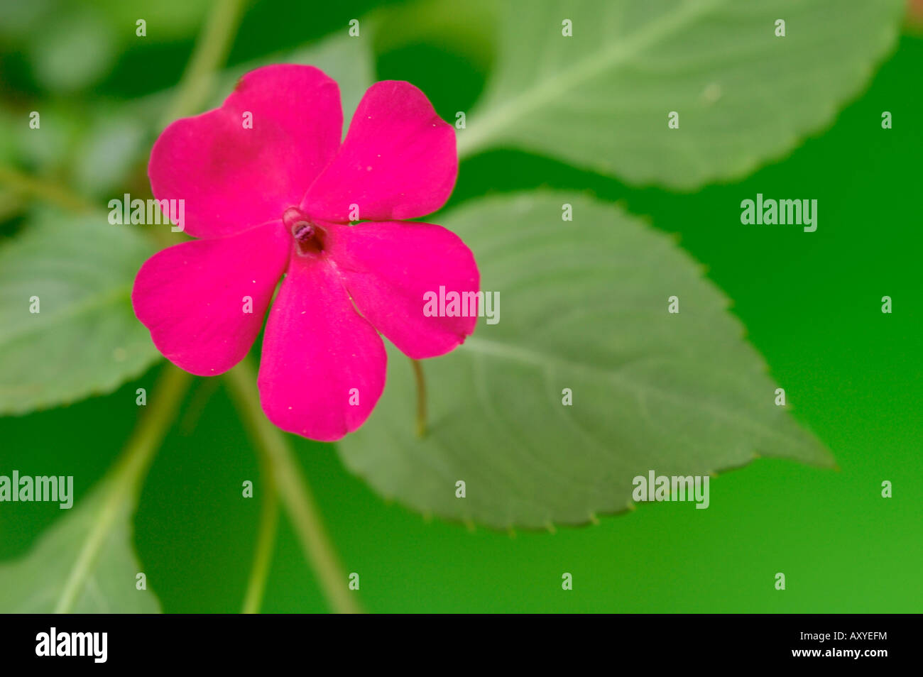 Busy Lizzie Blume Nahaufnahme (Impatiens Walleriana, Balsaminaceae) Stockfoto