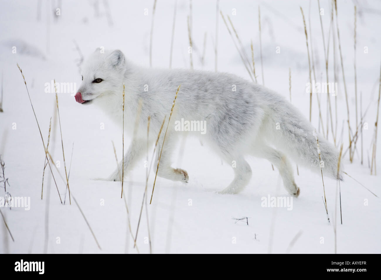 Rennender fuchs -Fotos und -Bildmaterial in hoher Auflösung – Alamy