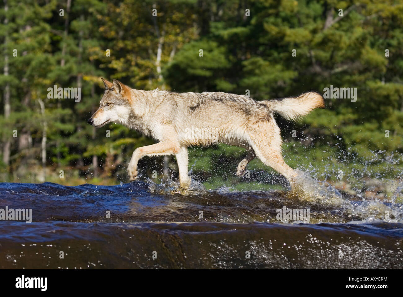 Grauer Wolf (Canis Lupus) läuft durch das Wasser, in Gefangenschaft, Minnesota Wild Verbindung, Sandstein, Minnesota, USA Stockfoto