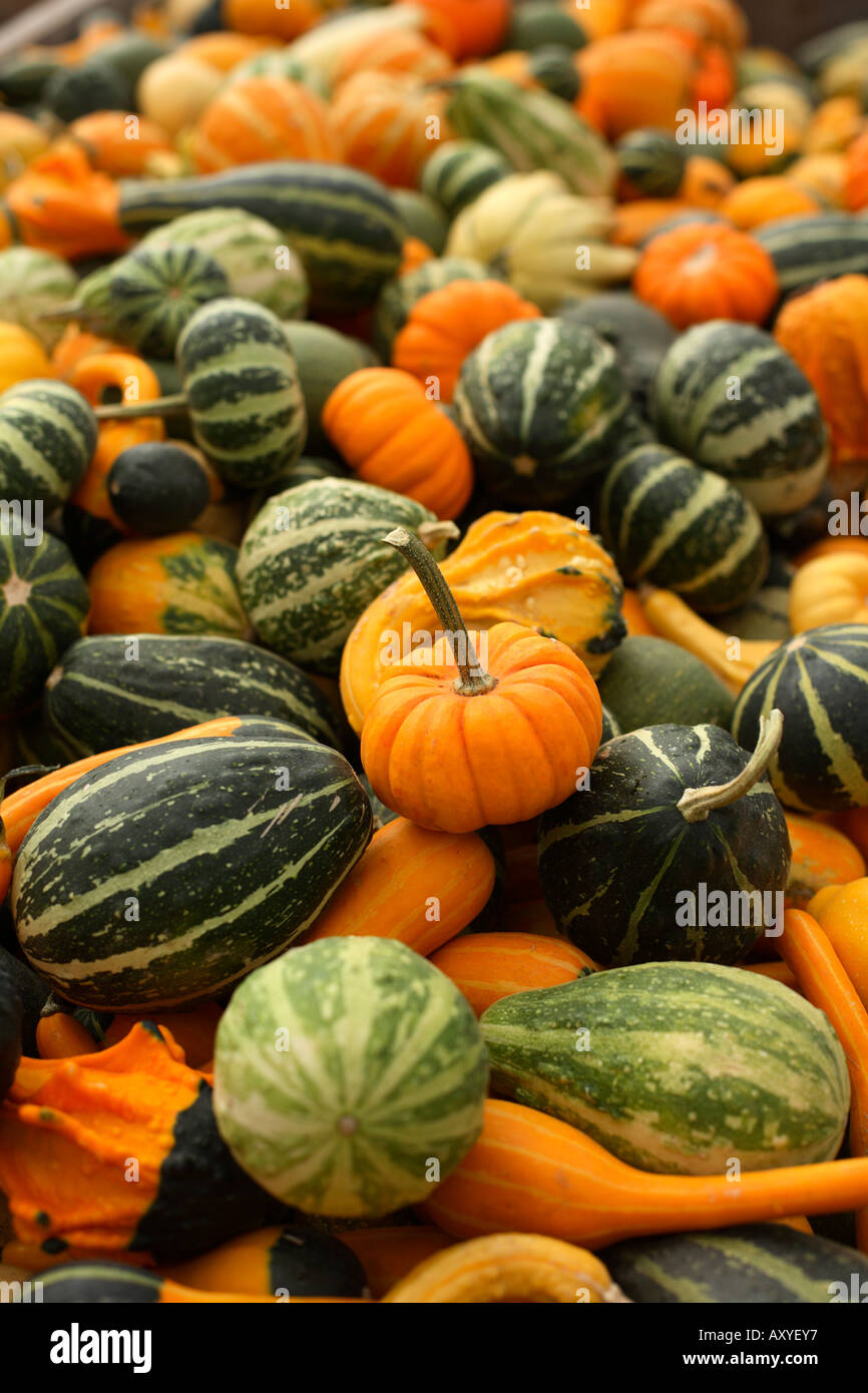 Vielzahl von Herbst Kürbisse Stockfoto