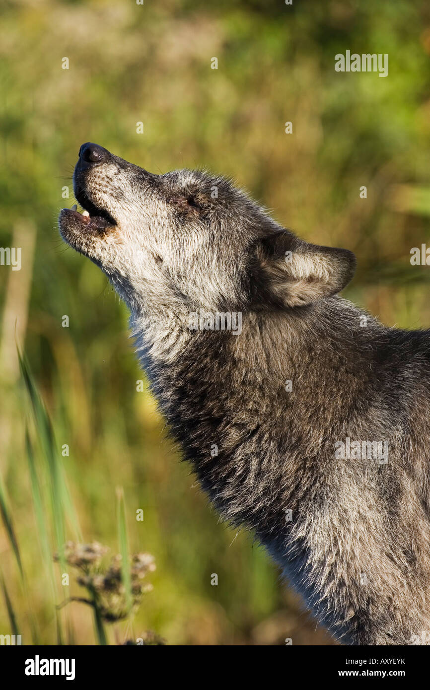 Grauer Wolf (Canis Lupus) heulen, in Gefangenschaft, Minnesota Wild Verbindung, Minnesota, Vereinigte Staaten von Amerika, Nordamerika Stockfoto