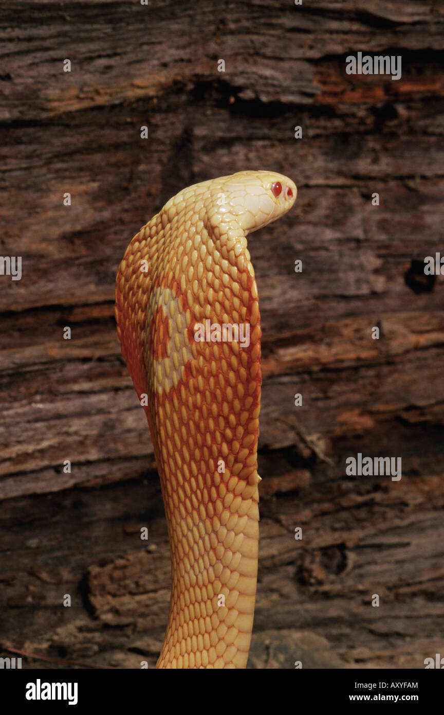 Albino monocled Kobra (Naja Naja Kaouthia), in Gefangenschaft, aus Südostasien, Asien Stockfoto