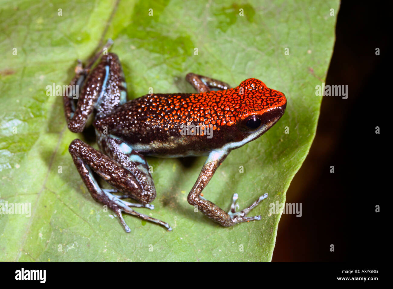 Ruby Poison Frog (Ameerega Parvula) aus dem ecuadorianischen Amazonas Stockfoto