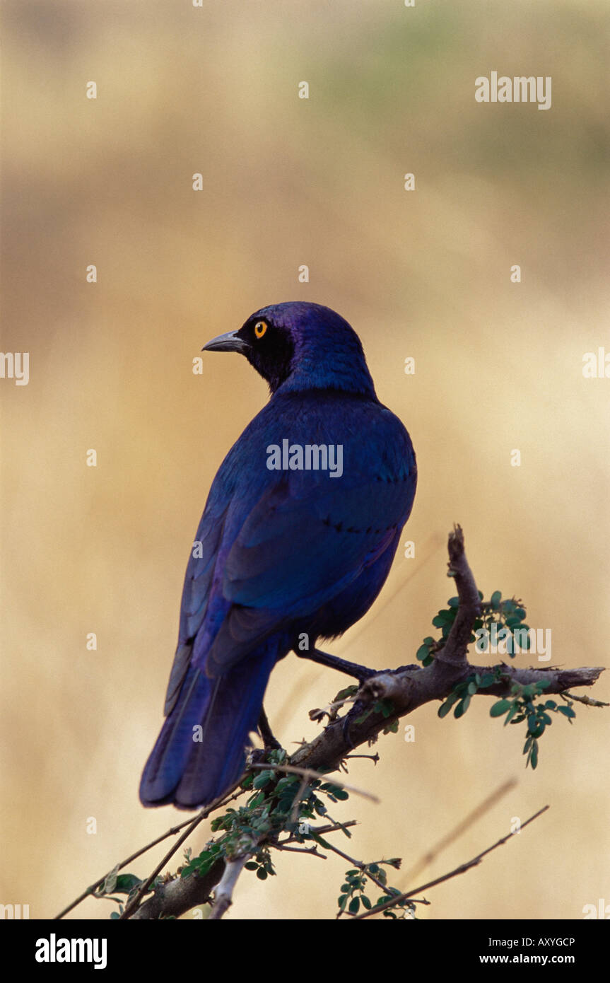 Mehr blau-eared glänzend Starling (Glanzstare Chalybaeus), Krüger Nationalpark, Südafrika, Afrika Stockfoto