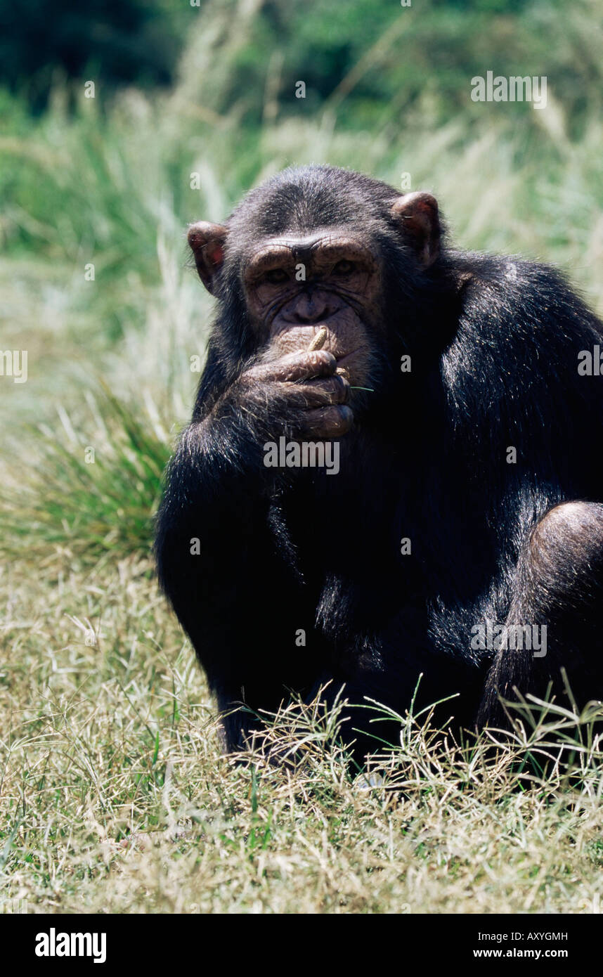 Schimpanse (Pan Troglodytes) in Gefangenschaft, Uganda Wildlife Education Centre, Ngamba Island, Uganda, Ostafrika, Afrika Stockfoto