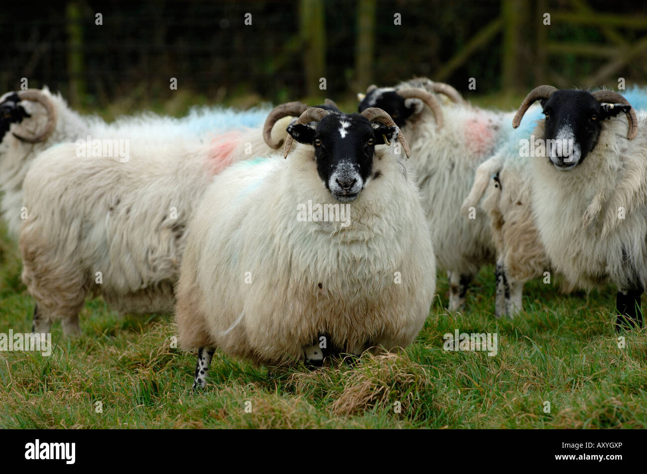 Northumberland Blackface Schafe im Lamm auf lange Weide Devon Stockfoto