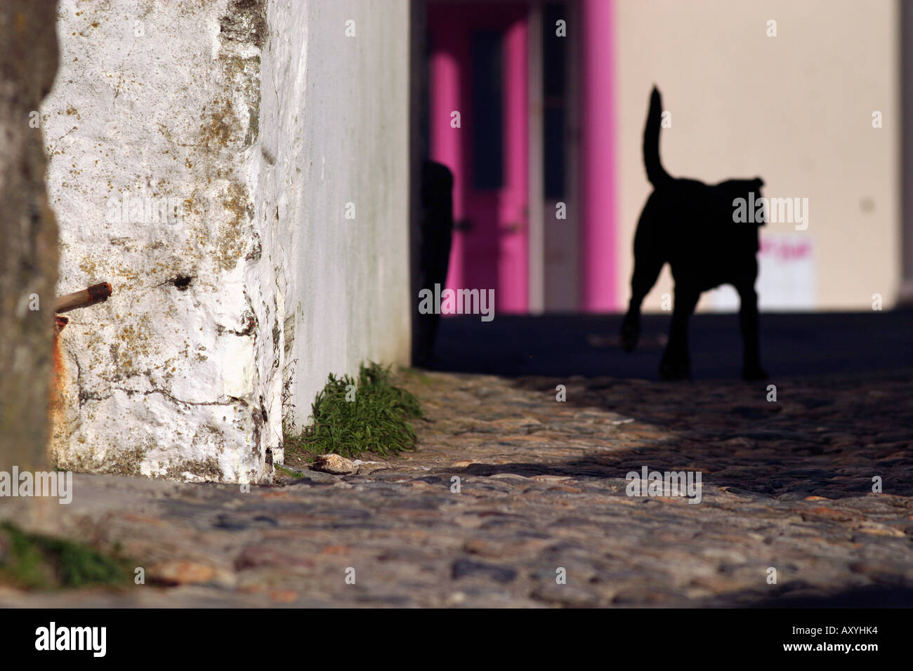 Schwarzer Hund zu Fuß durch schmale Straße Marazion Cornwall UK Stockfoto