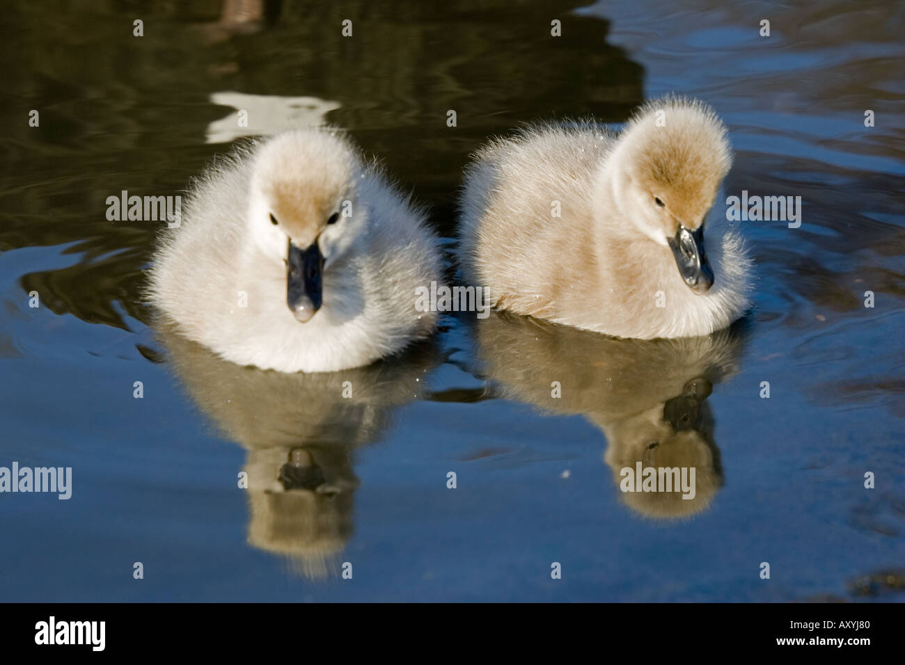 Junge Cygnets von Black australischer Schwan Cygnus olor Blick auf ihren Spiegelungen im Wasser Slimbridge UK Stockfoto