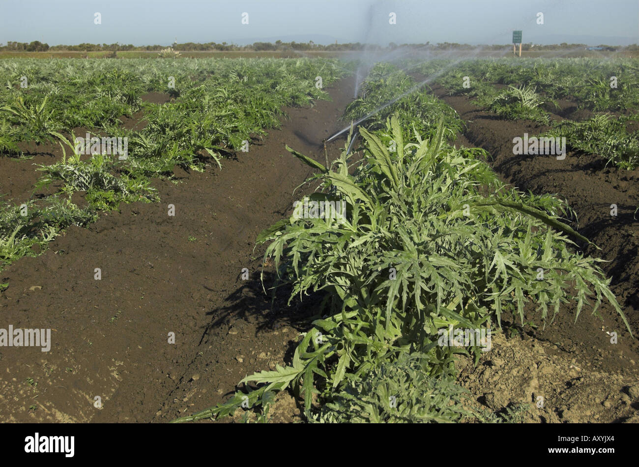 Sprinkler in Artischocken-Feld in der Nähe von etwa zentralen Küste von Kalifornien Stockfoto