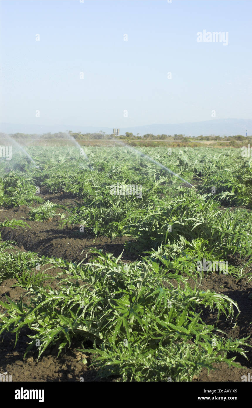 Sprinkler in Artischocken-Feld in der Nähe von etwa zentralen Küste von Kalifornien Stockfoto